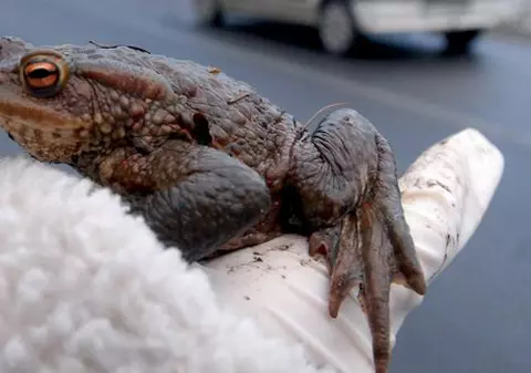 A fost concediată pentru că a salvat o broască