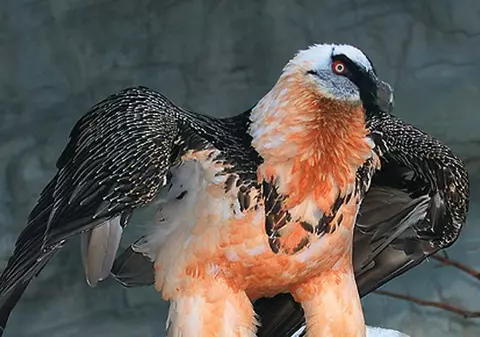 Vulturul cu barbă s-a întors în România