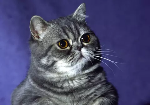 Au călătorit 6.500 de kilometri pentru a adopta o pisică