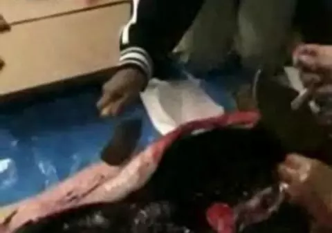 Guvernatorul Canadei a mâncat din inima crudă a unei foci