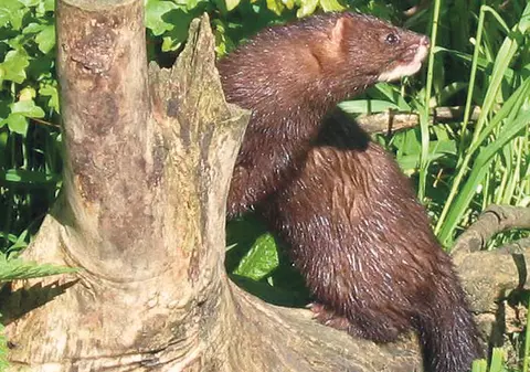 Încă o dovadă că se poate transmite Covid-19 la animale. Două crescătorii de nurci din Olanda, devastate de pandemie