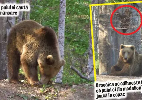 Ursoaica şi-a scos puiul la plimbare