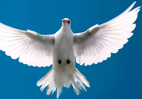 Un sucevean a vândut un porumbel cu 500.000 de euro