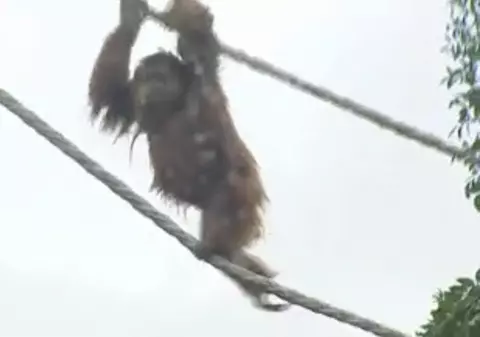 A evadat de la Zoo cu ajutorul unui băţ 