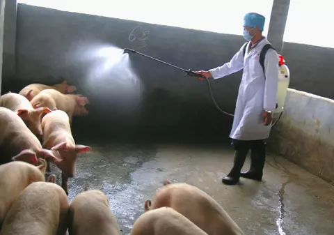 S-a sinucis de frica gripei porcine