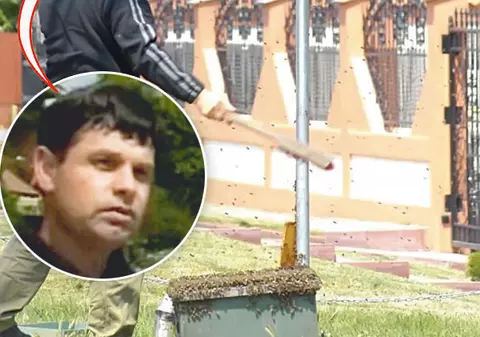S-au îndrăgostit de indicator, crezând că-i fagure!
