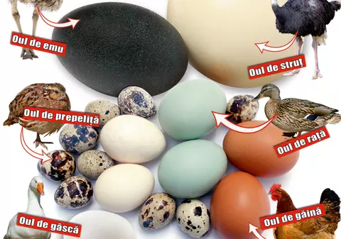 Uite ce ouă poţi să vopseşti de Înălţare