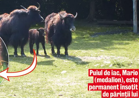 Puiul de iac Mario, vedetă la Zoo