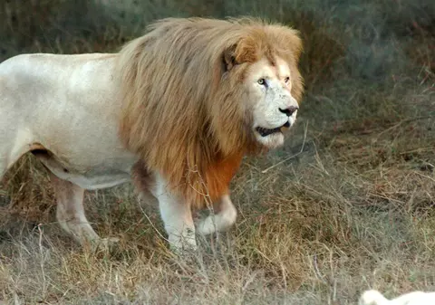 Un leu a scăpat de la zoo şi s-a dus la şcoală