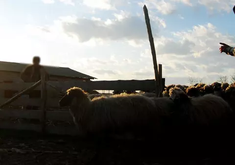 Doi copii închiriaţi ca sclavi la stână