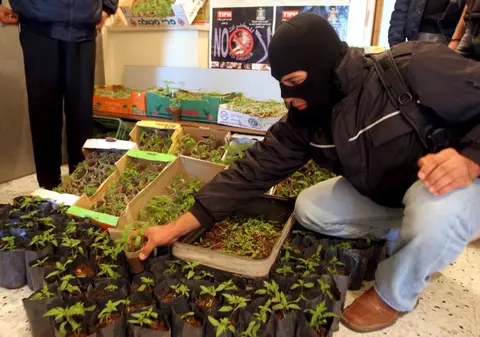 A descoperit că are o ”fermă” de marijuana în casă