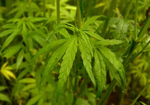 Un tânăr din Hunedoara se retrăsese în munți ca să cultive marijuana