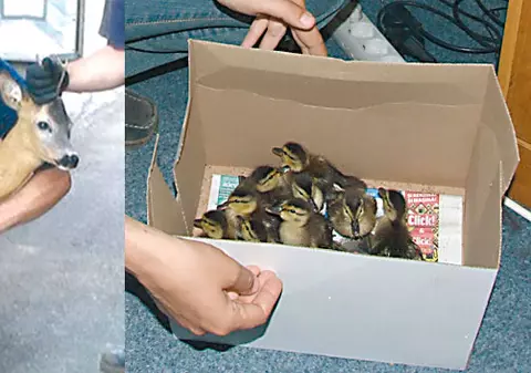 Au salvat 12 răţuşte şi o căprioară