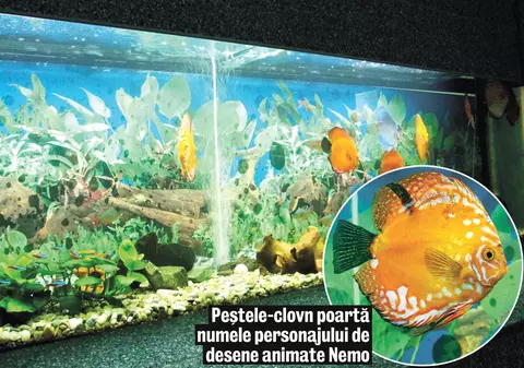 Acvariul din Constanţa, renovat după 50 de ani