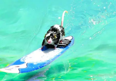 Sunt cei mai şmecheri şoareci!