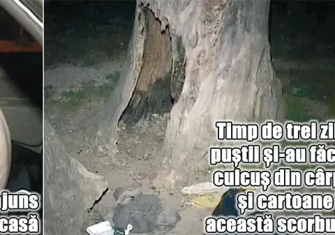 Au trăit într-o scorbură