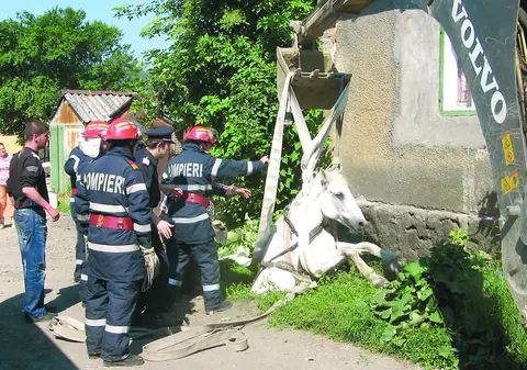 Au salvat căluţul cu excavatorul