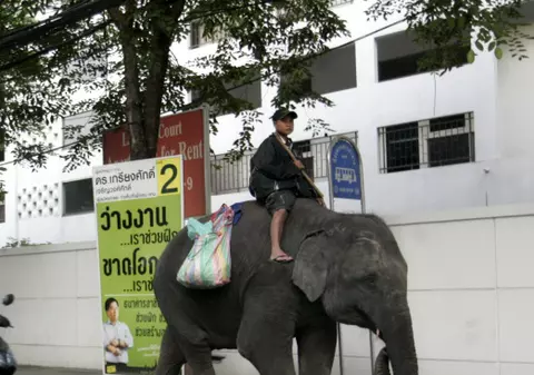 Thailandezii au probleme cu elefanţii vagabonzi