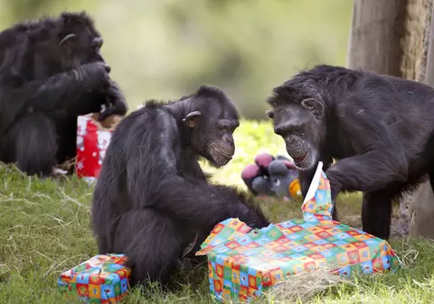 30 de cimpanzei au evadat de la o grădină zoologică