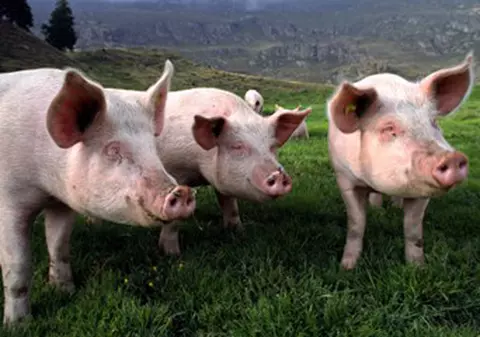 Virusul H1N1 se transmite şi la porci