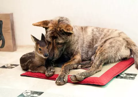 Pui de elan, adoptat de o căţea
