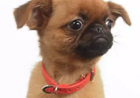 Cu câinele în Parcul Tineretului