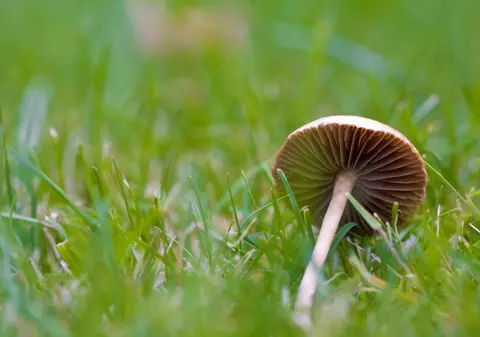A intrat ilegal în România în timp ce culegea ciuperci