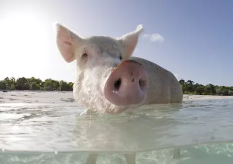 Porcii se simt bine în Bahamas
