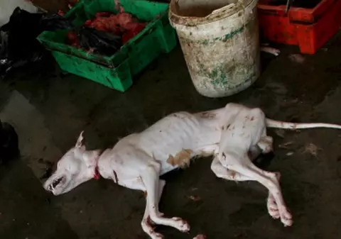 Au omorât un câine ca să facă un grătar exotic