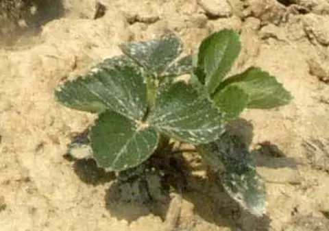 Când sunt bolnave, plantele se sinucid