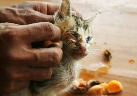 A aruncat o pisică în aer, cu o petardă