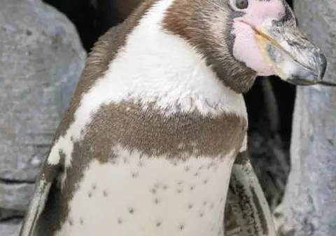 Doi pinguini homo au «adoptat» un ou