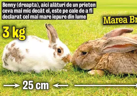 Ce urecheaţi giganţi!