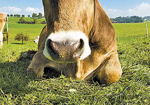 Ştiai că...vaca transpiră numai pe nas?