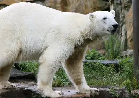 Knut va avea o parteneră