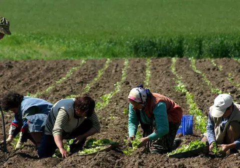 Bulgarii schimbă tutunul pe dovleci