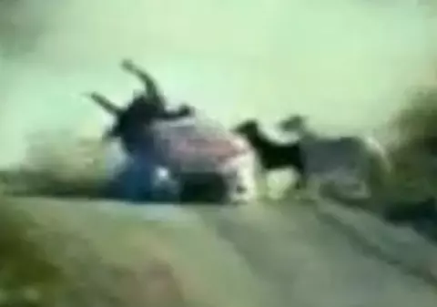 O maşină de raliu a lovit din plin un cal