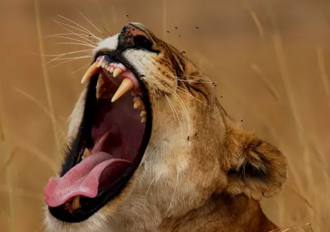 Leii din Kenya, doar o amintire în 20 de ani