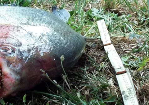 Piranha, găsit într-un râu din Marea Britanie
