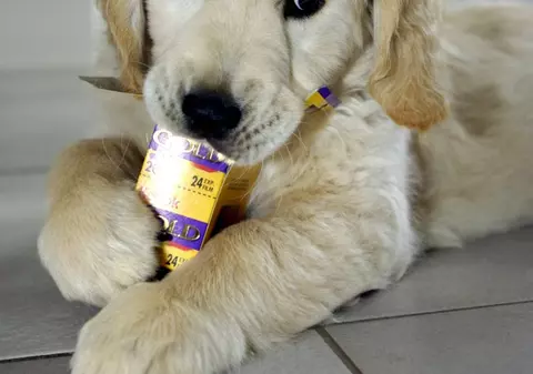 Polly, câinele care a înghiţit 1.000 de magneţi