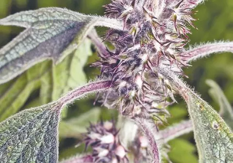 Planta săptămânii - Talpa-gâştii 