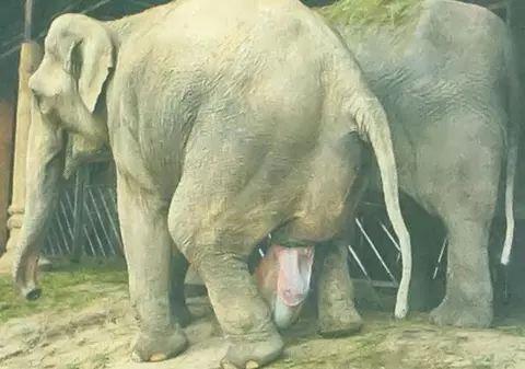 Iată cum vine pe lume un elefant