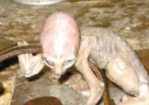 Extraterestrul - o specie de maimuţă necunoscută?