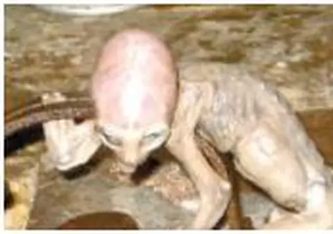 Extraterestrul mai are un frate?