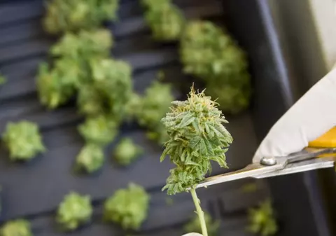 Doi tineri, prinşi cu jumătate de kilogram de cannabis