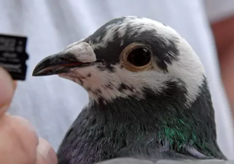 Porumbelul care a bătut Internetul!