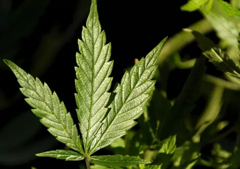 Tânăr, prins cu 16 kilograme de cannabis 