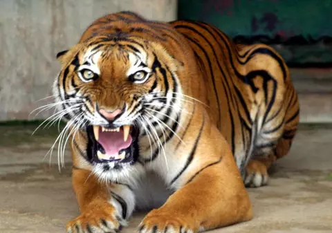 Muncitor sfâşiat de un tigru scăpat de la zoo