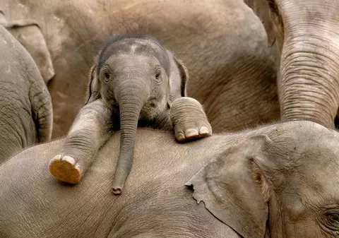Un elefant este anchetat de poliţie