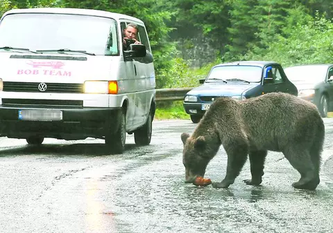 Urşii au ieşit, din nou, să ceară de mâncare